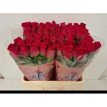 product/img.floraplaza.nl/RPIN6R-LIVE_fotos-0x7B641A4A938CEA6401B2B70DC3B92664A0AF6FCB.jpg