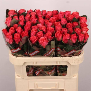 product/img.floraplaza.nl/RPIN70-LIVE_fotos-0x7535D10A81377961E1453BEA80AD9774CE140111.jpg