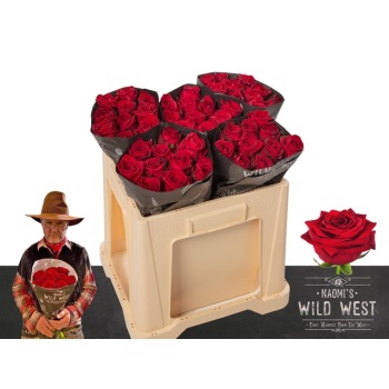 product/img.floraplaza.nl/RRED5N-ASSORTI_fotos-MVA-Porta Nova NaomisWildWest_low-4.jpg