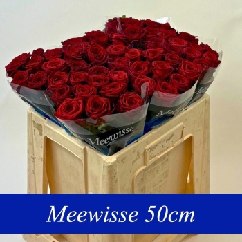 product/img.floraplaza.nl/RRED5N-LIVE_fotos-0x2B070C69A8BDB0F925A4205C1CD41B424F476EA8.jpg