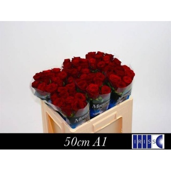 product/img.floraplaza.nl/RRED5N-LIVE_fotos-0x4CB37B3D382BC81A4A4F0B944E0CA814CC114355.jpg