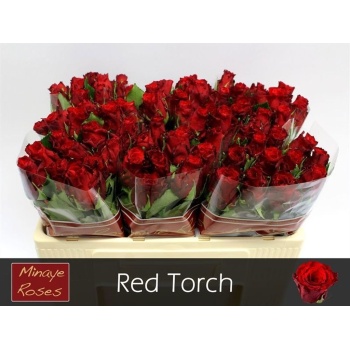 product/img.floraplaza.nl/RRED5T-LIVE_fotos-0x48EB6C98817DF684F29B70990BE3BBEE3866E253.jpg