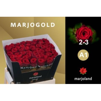 product/img.floraplaza.nl/RRED6N-LIVE_fotos-0xC96F26AFF58A60E52370EDF4DEA89CA22FDB2C14.jpg