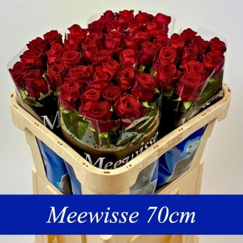 product/img.floraplaza.nl/RREDN7-LIVE_fotos-0x081AC682297A8C1A931D7B1C5DEFAF75DE83EBBB.jpg