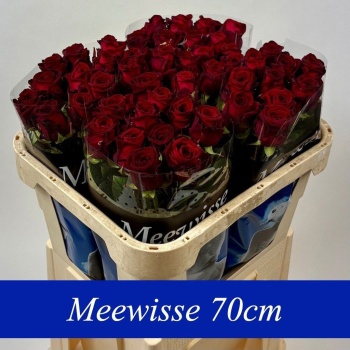 product/img.floraplaza.nl/RREDN7-LIVE_fotos-0xCC4A1373F9531373D0678794F75266A5D1A7BCF6.jpg