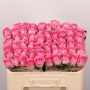 product/img.floraplaza.nl/RREV5-LIVE_fotos-0x2E8FE54A5E52A37D49126633CDE8F66BAA4DFD92.jpg