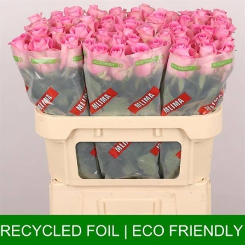 product/img.floraplaza.nl/RREV7-LIVE_fotos-0xF5B091BD01B5FF4255DD034EE9DB1A4C70F97A80.jpg