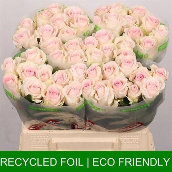 product/img.floraplaza.nl/RREVS4-LIVE_fotos-0x4736B928554AB016DC67671724E8851B081841EB.jpg
