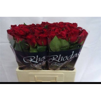 product/img.floraplaza.nl/RRHO6-LIVE_fotos-0xF60B6D5D7131E95AAA93C9FD4AADDEF09798E6C7.jpg