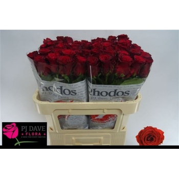 product/img.floraplaza.nl/RRHO7-LIVE_fotos-0xD0AE4CCD760FE98DA8A748F0D835BC855AAF703C.jpg