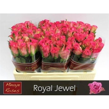 product/img.floraplaza.nl/RROY5-LIVE_fotos-0x5B0803ACB90F11048CC2C628D677CBD18C891DBD.jpg