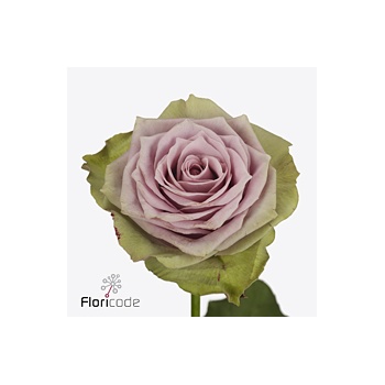 product/img.floraplaza.nl/RSAM4B-ART_Fotos-VBN-vbn120608.jpg