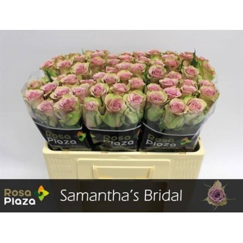 product/img.floraplaza.nl/RSAMB5-LIVE_fotos-0x20F83202797B54E56DD04C8CD521A4EA211702D3.jpg