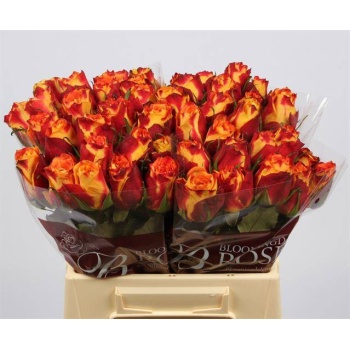 product/img.floraplaza.nl/RSILA4-LIVE_fotos-0xF6631CD3976CAF8785AA98B00B09F16A2E51248E.jpg