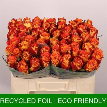 product/img.floraplaza.nl/RSILA5-LIVE_fotos-0x0D2DE8FF9D8B0D089DD44291A4BCFAA09507A8B9.jpg