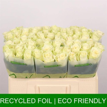 product/img.floraplaza.nl/RSNO5-LIVE_fotos-0x3B52B0CCE24ED9F255DCD1C1CA9AADFCEC468B52.jpg product/img.floraplaza.nl/RSNO5-LIVE_fotos-0x3B52B0CCE24ED9F255DCD1C1CA9AADFCEC468B52.jpg