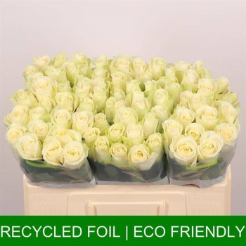 product/img.floraplaza.nl/RSNO5-LIVE_fotos-0xE934D32FC4DE0A493C43AD9EEB21C9EB97C29C49.jpg