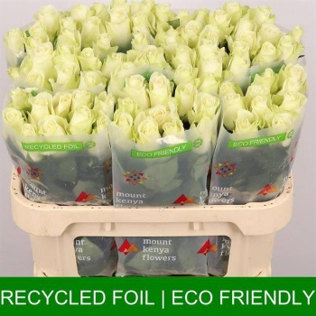 product/img.floraplaza.nl/RSNO7-LIVE_fotos-0xB5510FC9DBB9554AF25A96F78A4158A25C40EFAF.jpg