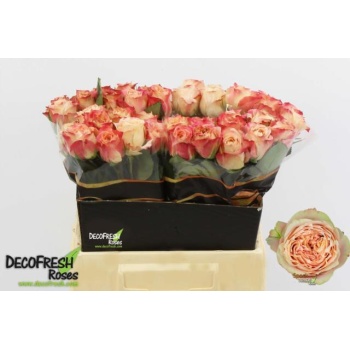 product/img.floraplaza.nl/RSPO4-LIVE_fotos-0xFC9EF5045AAEAAA67413035BAA09418AB775E468.jpg