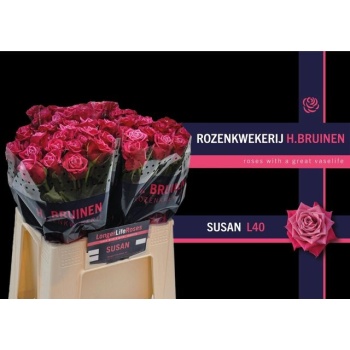 product/img.floraplaza.nl/RSUS4-LIVE_fotos-0xC80AF85BE68D3AA56639C8B36FC204BB6A0A1492.jpg