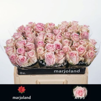 product/img.floraplaza.nl/RSWE5D-LIVE_fotos-0x2D4A007700C54DD0A3F10402E702AA20F4577B49.jpg