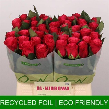 product/img.floraplaza.nl/RTAC4-LIVE_fotos-0xC4F4FF44886267A480F04E31B3EDED3BCF20E456.jpg