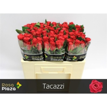 product/img.floraplaza.nl/RTAC5-LIVE_fotos-0x1AF1C76D53578158287E6B763C9F62003C0FB45C.jpg