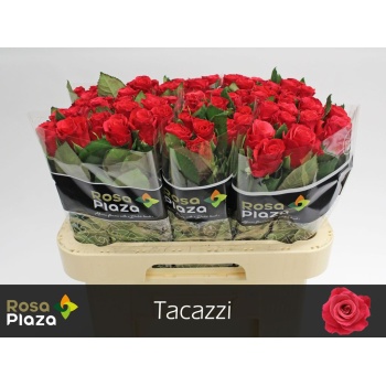 product/img.floraplaza.nl/RTAC6-LIVE_fotos-0x9E146332FA8589A576DE78D6B093D5EDDA378D47.jpg