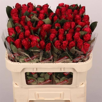 product/img.floraplaza.nl/RTAC7-LIVE_fotos-0xF0B16109185CDFD2E2612D652A90E4052F0A12A9.jpg