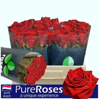 product/img.floraplaza.nl/RTES5-LIVE_fotos-0xC7AED8182111A05058990ADD373E2E5DB75944C4.jpg