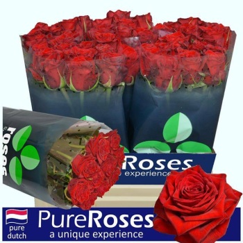 product/img.floraplaza.nl/RTES6-LIVE_fotos-0x57ED4BBEFA8DA02CA27BE9E29AD2B578A3B960F0.jpg