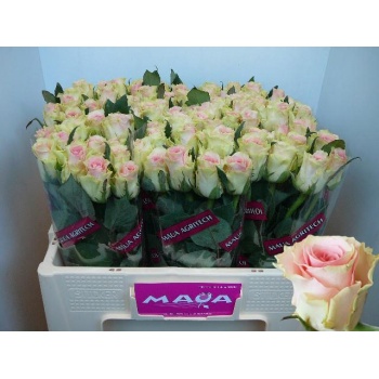 product/img.floraplaza.nl/RTOP5-LIVE_fotos-0xB02867A77FDD3A407456D3B55E6695C66BC49D98.jpg