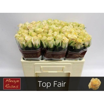 product/img.floraplaza.nl/RTOPF5-LIVE_fotos-0xD76F27991101B1262CD4CEFE1C2BF455250E6FD0.jpg