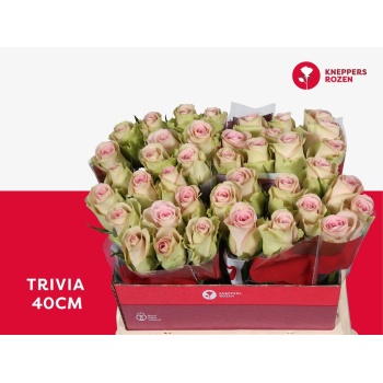 product/img.floraplaza.nl/RTRI4-LIVE_fotos-0x9538508E9FD3AF45EC9DC7E6DB7954F73E10975B.jpg