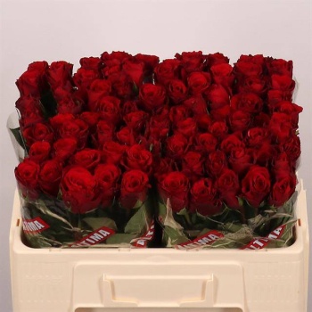 product/img.floraplaza.nl/RUPP5-LIVE_fotos-0xB40BD34D8FD86181BAED035ED3376B1385731F6B.jpg