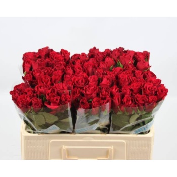product/img.floraplaza.nl/RUPP5-LIVE_fotos-0xE29097B3F76F5FF46148F26FDF967AE04CEDCC30.jpg