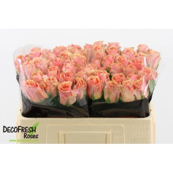 product/img.floraplaza.nl/RVERONA5-LIVE_fotos-0x78CF5F37CBC11AE9B6BC47BF990B4619F0D22783.jpg