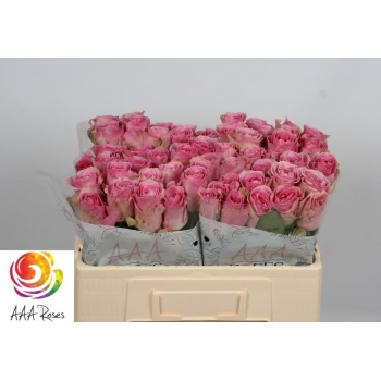 product/img.floraplaza.nl/RWHA5-LIVE_fotos-0xB02DD739DD17D6B5E0E2391CED96BB13C6246911.jpg