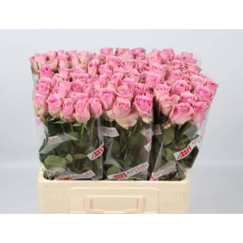product/img.floraplaza.nl/RWHA6-LIVE_fotos-0xE742740B3E06CE7887CFB8EF3B4C8A1D730E321B.jpg