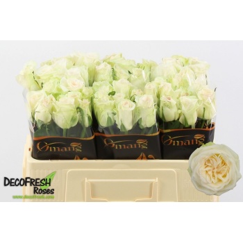 product/img.floraplaza.nl/RWHIO5-LIVE_fotos-0xB645EB13B88CB38201F924A1EFA3B57236A4D046.jpg