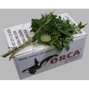 product/img.floraplaza.nl/SALALTIPSPACIFIC-40-ASSORTI_fotos-GCON-Blad salal mini tips Orca.jpg