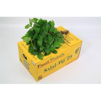 product/img.floraplaza.nl/SALALTIPSPACIFIC-40-LIVE_fotos-0x53F1D63E0B8E2BAECE7133821B58CC3A8AD52BC7.jpg