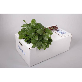 product/img.floraplaza.nl/SALALTIPSPACIFIC-40-LIVE_fotos-0x910C9CD8AC877DDC1F088EDE78CB0B2952804903.jpg