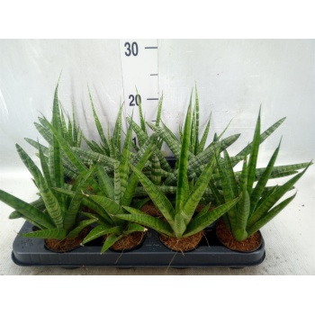 product/img.floraplaza.nl/SAN7CYL-LIVE_fotos-0xE5673DFAD8FC3E09B2DA5A94B552C31A9C4A5D25.jpg