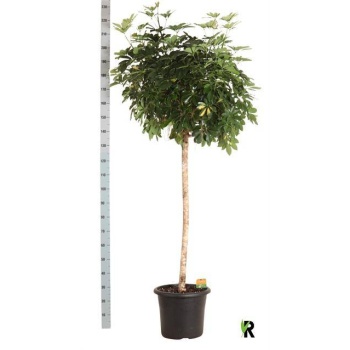 product/img.floraplaza.nl/SCH40COM-LIVE_fotos-0xD4C204F7BE1F62FD52D205004E58E61C372E740C.jpg