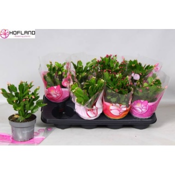 product/img.floraplaza.nl/SCHL13-LIVE_fotos-0xEB5D9C2E067DC4F8B90313BBF7A5F72D3D03B151.jpg