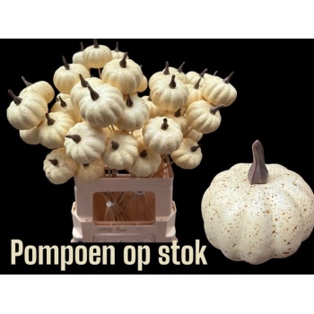 product/img.floraplaza.nl/STIPUM50CRE-LIVE_fotos-0xE46EA033DE34FDDE5576F8955D46D9033C1B405D.jpg