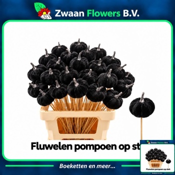 product/img.floraplaza.nl/STIPUMBL-LIVE_fotos-0x8219367F5282BFF60E0C70C2F8AF4FCD0219B9C6.jpg