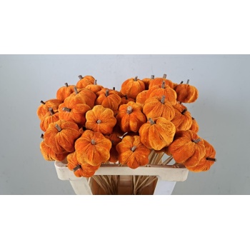 product/img.floraplaza.nl/STIPUMVEO-ASSORTI_fotos-GOEDE-Stick pumpkin orange.jpg