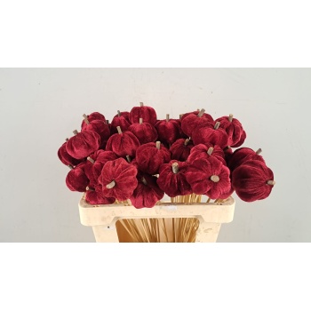 product/img.floraplaza.nl/STIPUMVER-ASSORTI_fotos-GOEDE-Stick pumpkin red.jpg